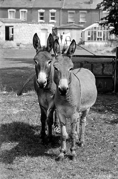 Donkeys. August 1977 77-04351-005