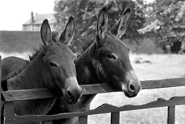 Donkeys. August 1977 77-04351-006