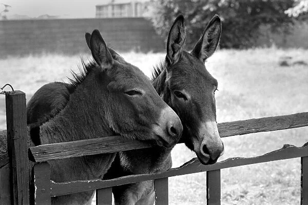 Donkeys. August 1977 77-04351