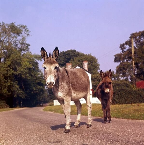 Donkeys on a country road January 1972