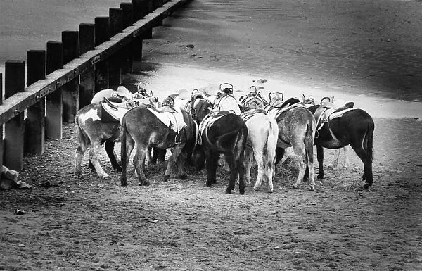 The donkeys on Rhyl beach seen here feeding during a break. July 1978
