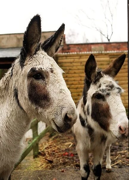Donkeys at a West Midlands Donkey sanctuary