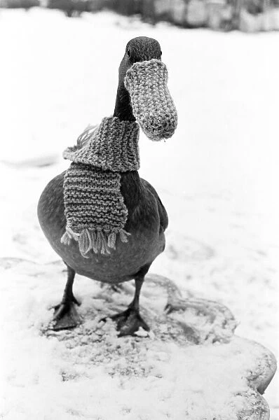 Dottie the Duck - January 1985 in the snow wearing a scarf and beak warmer