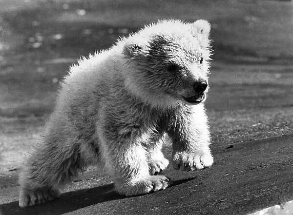 Dougan the polar bear cub. April 1973 P007485