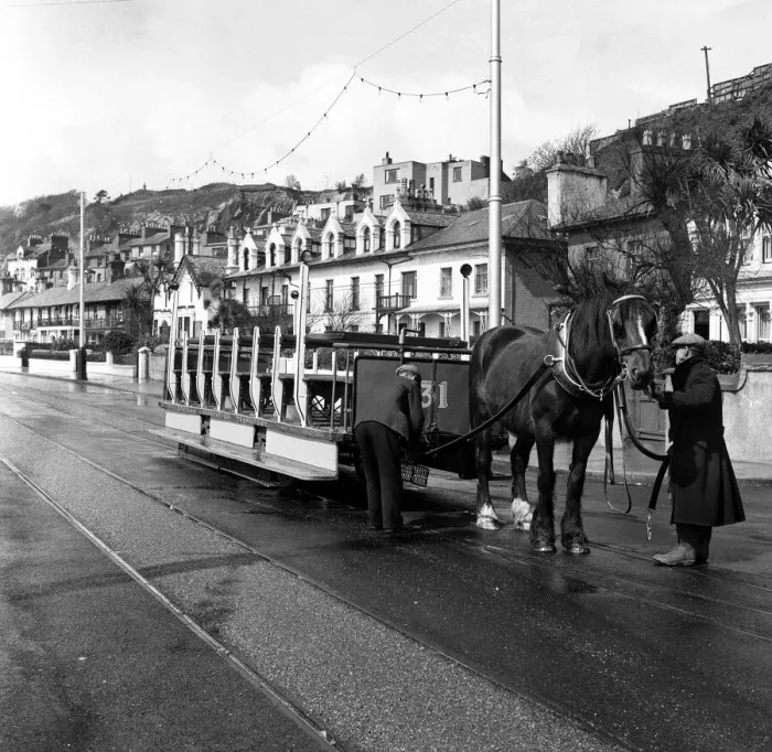 Framed Print : Douglas, Isle of Man. Betty 12, a dark Bay Irish Hackney (or Irish Cob Framed Print : Douglas, Isle of Man. Betty 12, a dark Bay Irish Hackney (or Irish Cob
