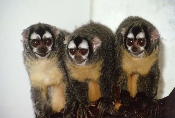 Framed Print : Douricouli monkeys Dulcy, Douglas and Delinquent at the Kilverstone Wildlife Park in Framed Print : Douricouli monkeys Dulcy, Douglas and Delinquent at the Kilverstone Wildlife Park in