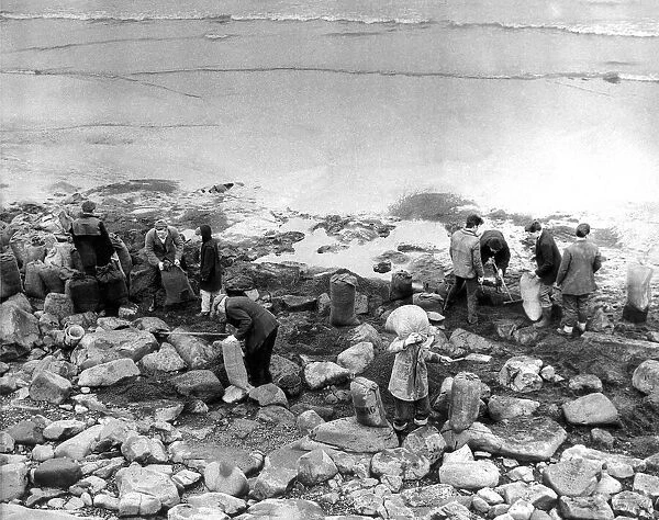 Dozens of amateurs coal pickers take sacks down to the beach at Hartlepool to fill them