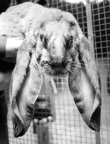 Dr Spock the lop-eared rabbit