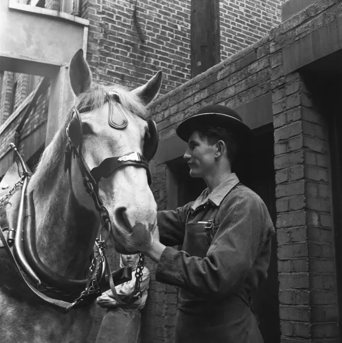 Framed Print : Dray horses at the Vaux Brewery being prepared for their delivery rounds in Sunderland Framed Print : Dray horses at the Vaux Brewery being prepared for their delivery rounds in Sunderland