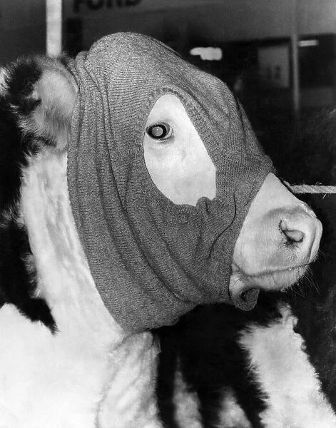 Dressed for the cold weather in its owners pullover, 'Supersteer'