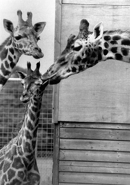 Dribbles the giraffe gives baby Anne a quick clean-up. Circa 1975 P011759