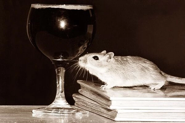Drinking Mouse - this little mouse likes a little tipple once in a while