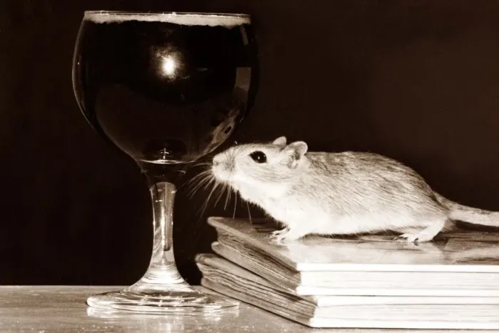 Framed Print : Drinking Mouse - this little mouse likes a little tipple once in a while Framed Print : Drinking Mouse - this little mouse likes a little tipple once in a while