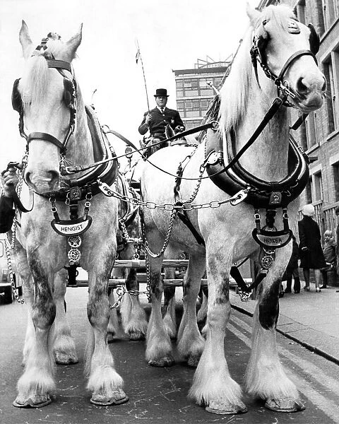 Driver John Lawless is dwarfed by the leading shirehorses Hengist and Horsa