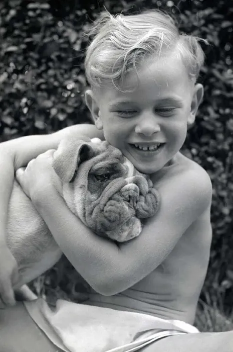 Framed Print : Dromside Destiny Bulldog has won seventeen awards in dog shows