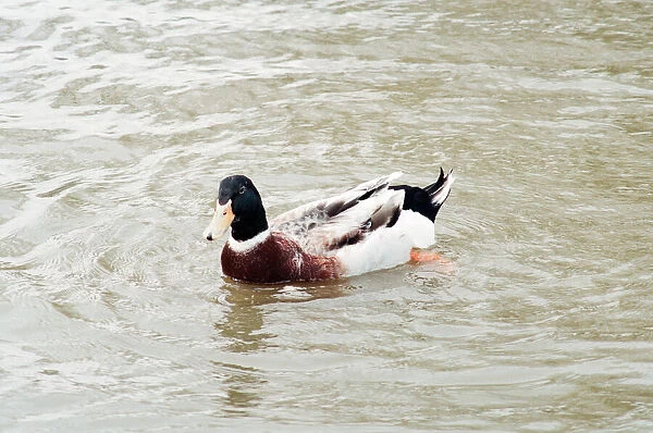 Duck in Lake at Locke Park, Redcar, 25th April 1994