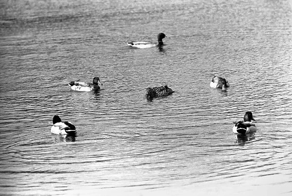 Ducks and Drakes swimming on the 'round-pond', at Kensington Gardens, London