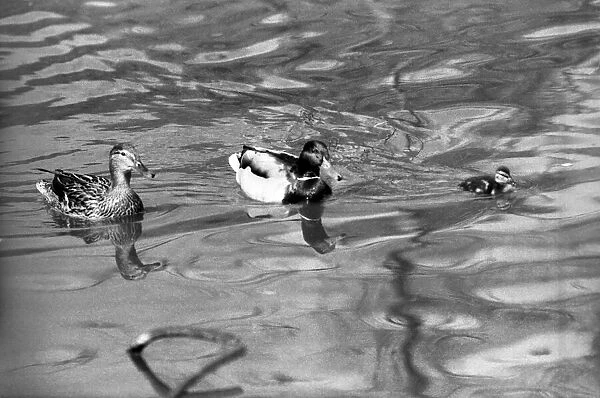 Ducks and Drakes swimming on the 'round-pond', at Kensington Gardens, London