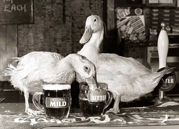 Ducks drinking pints of beer in their local pub from pint glasses - October 1984