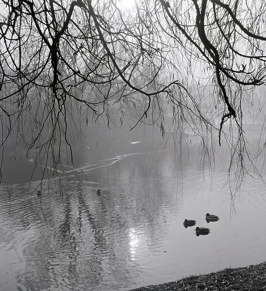 Ducks passing under Willow branches in a pond in Hertfordshire Wintry gloom