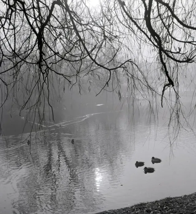 Framed Print : Ducks passing under Willow branches in a pond in Hertfordshire Wintry gloom