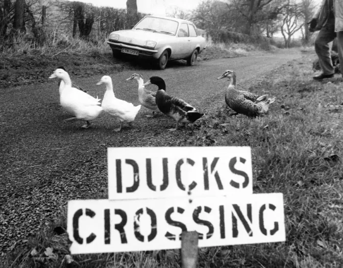 Framed Print : These ducks have their own road sign Framed Print : These ducks have their own road sign