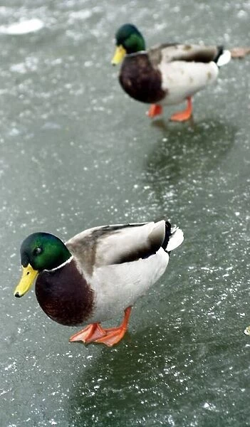 Ducks treading on very thin ice at Canon Hill Park