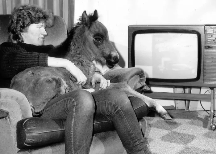 Framed Print : Dudley the six week old foal is settling down happily with his friend Karen Stagnell