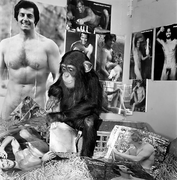 Dudley Zoo: Animals: Ko Ko the chimpanzee. January 1975 75-00329-004