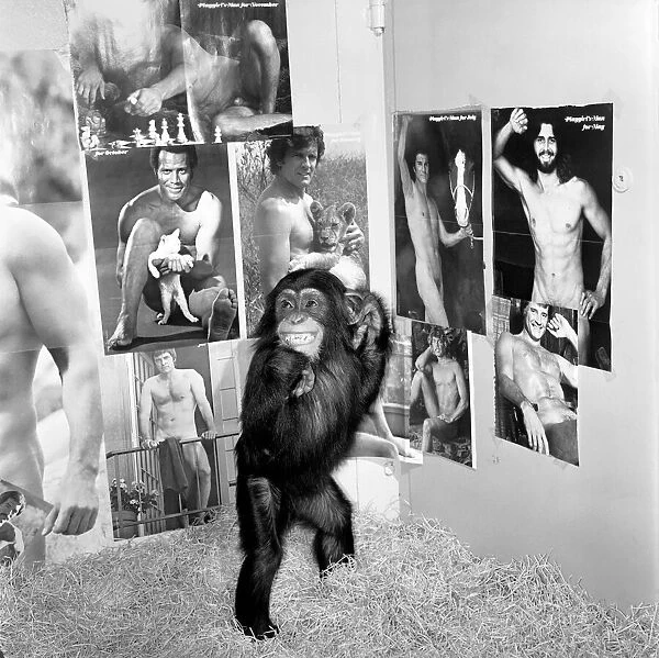 Dudley Zoo: Animals: Ko Ko the chimpanzee. January 1975 75-00329-002