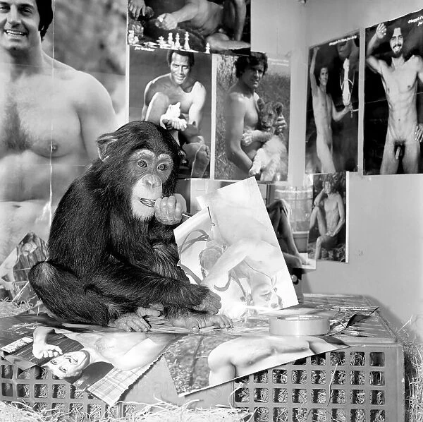 Dudley Zoo: Animals: Ko Ko the chimpanzee. January 1975 75-00329-005