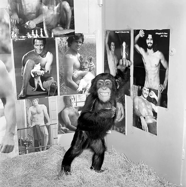 Dudley Zoo: Animals: Ko Ko the chimpanzee. January 1975 75-00329-003