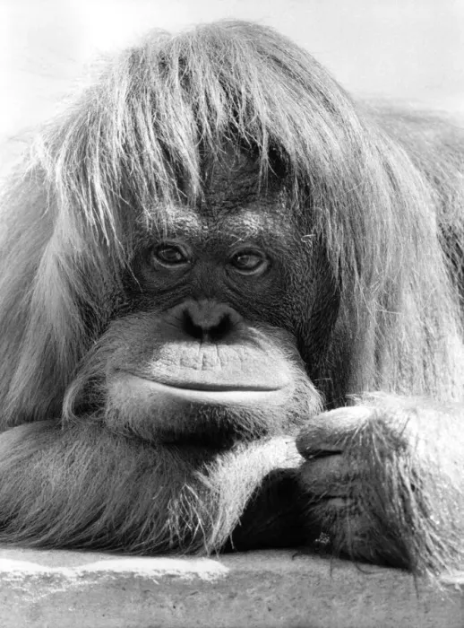 Framed Print : Dudley Zoos Orang Utan Annie is camera shy - she will go to any length to stop Framed Print : Dudley Zoos Orang Utan Annie is camera shy - she will go to any length to stop
