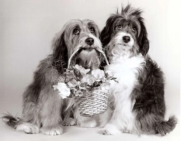 Duffy & Pippin - Dog Actors - April 1987 with a basket of flowers A©mirrorpix
