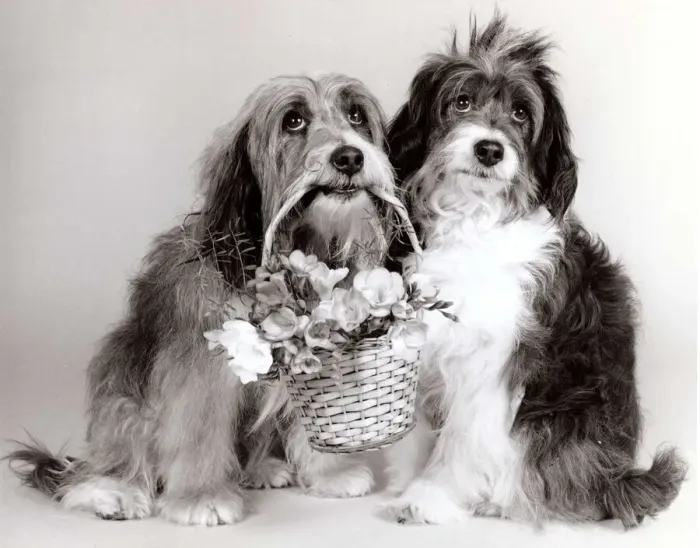 Framed Print : Duffy & Pippin - Dog Actors - April 1987 with a basket of flowers A©mirrorpix Framed Print : Duffy & Pippin - Dog Actors - April 1987 with a basket of flowers A©mirrorpix