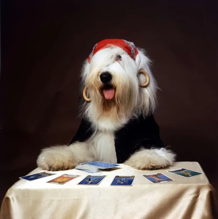 Framed Print : Duke the Dulux Paint Dog Gypsy reading Tarot Cards Wearing Bandana Framed Print : Duke the Dulux Paint Dog Gypsy reading Tarot Cards Wearing Bandana