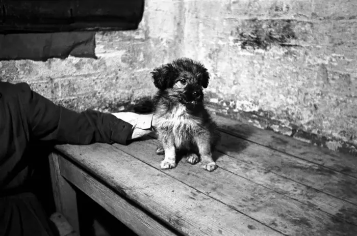 Framed Print : Dumb Friends League Fluff the puppy at dogs home in North London Framed Print : Dumb Friends League Fluff the puppy at dogs home in North London
