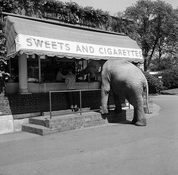Dumbo, London Zoos eight year old elephant goes for a morning exercise with his