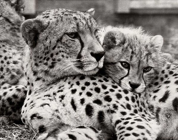 Dusky the cheetah with one of her new born cubs at Marwell Wildlife Park