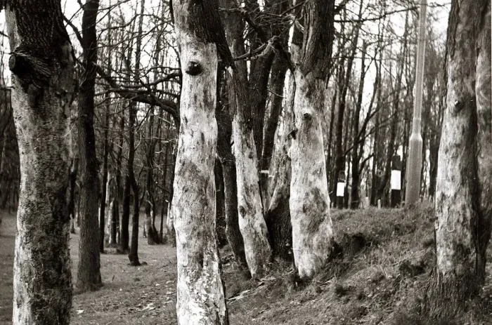 Framed Print : Dutch Elm Tree - trees tree bark Close up Woods Woodlands