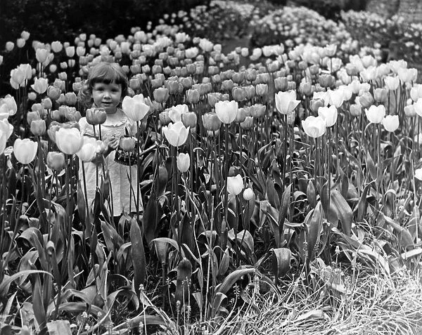 Almost dwarfed by these magnificent Darwin tulips in a garden at Claremont Place