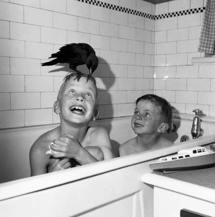Framed Print : On me ead son Dennis and Phillip Troman with their pet Jackdaw seen here Framed Print : On me ead son Dennis and Phillip Troman with their pet Jackdaw seen here
