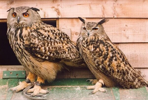 Two Eagle Owls