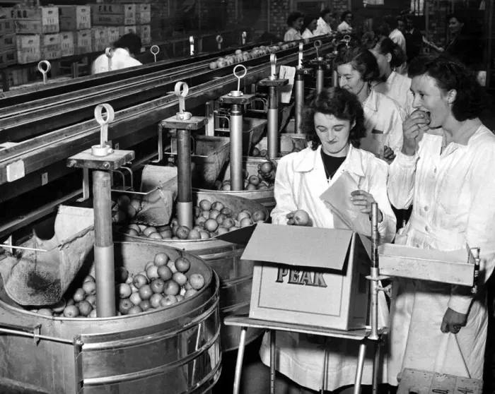 Framed Print : Fifteen East Kent Farmers have opened the largest and most modern fruit packing station Framed Print : Fifteen East Kent Farmers have opened the largest and most modern fruit packing station