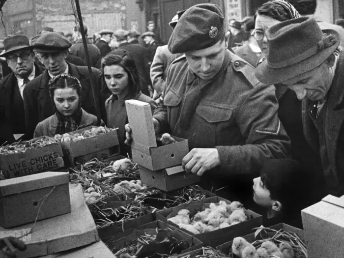 Framed Print : East London Small holders restocking sale. 18th February 1945 East London Framed Print : East London Small holders restocking sale. 18th February 1945 East London