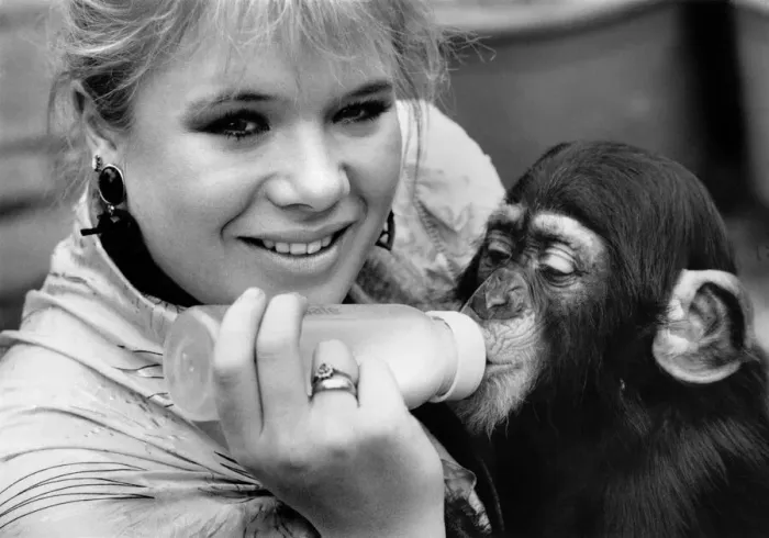 Framed Print : EastEnders star Letitia Dean feeds her adopted baby chimp - Kumi at London Zoo