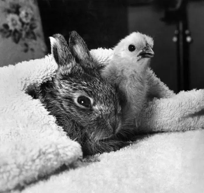 Framed Print : The easter bunny seen here with the easter chick. P000652