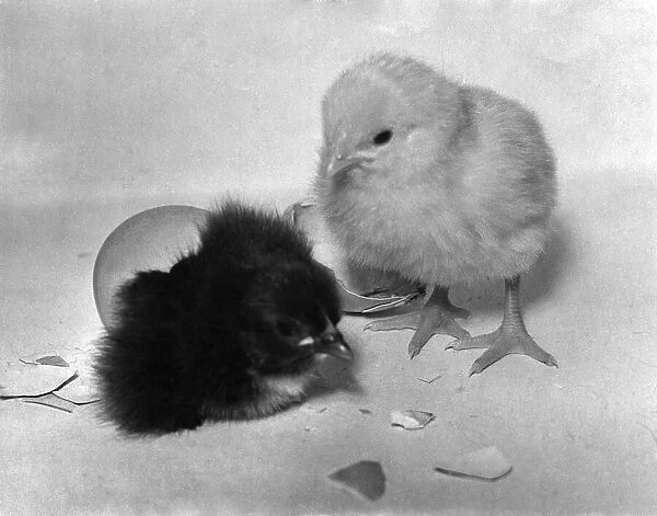 Easter chicks. April 1954 P012325