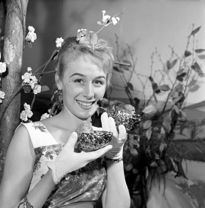 Framed Print : Easter: Girl and Chick. 20 year old Christine Stone, Idenbury Bristol is a window dresser