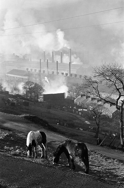 Ebbw Vale, Wales. Horses graze on the hillside with the British Steelworks of Ebbw Vale